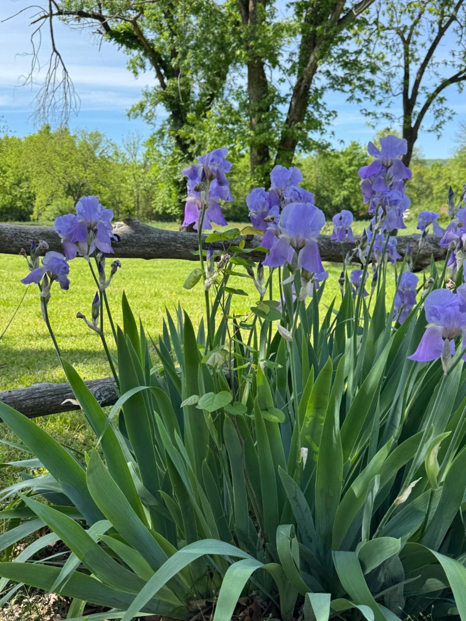 Ozark Country Inn Mountain View Eksteriør billede